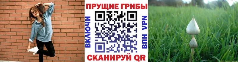 Купить где  Таруса  Галлюциногенные грибы GOLDEN TEACHER 